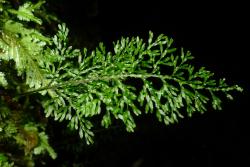 Hymenophyllum pluviatile. Sterile frond showing the slightly flexuous wing on the stipe and rachis, and narrow lamina segments with entire margins.  
 Image: L.R. Perrie © Te Papa 2012 CC BY-NC 3.0 NZ